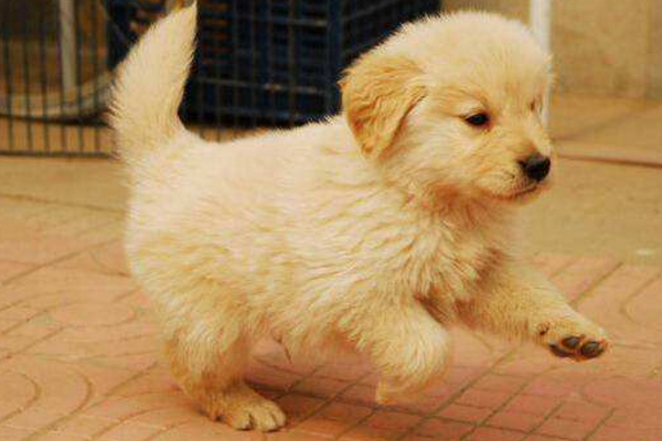 狗狗的报复心理学,狗狗的报复视频大全