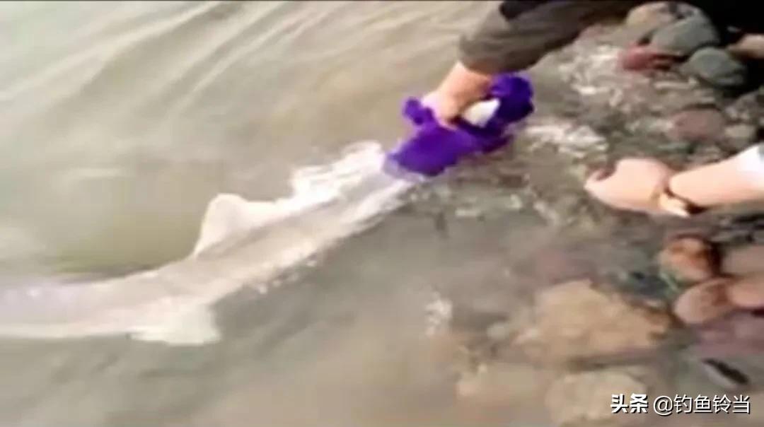 黑龙江的达氏鳇鱼,达氏鳇鱼为什么那么便宜