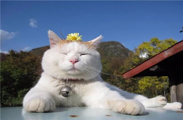 天气热如何预防猫中暑,怎么判断猫中暑很严重