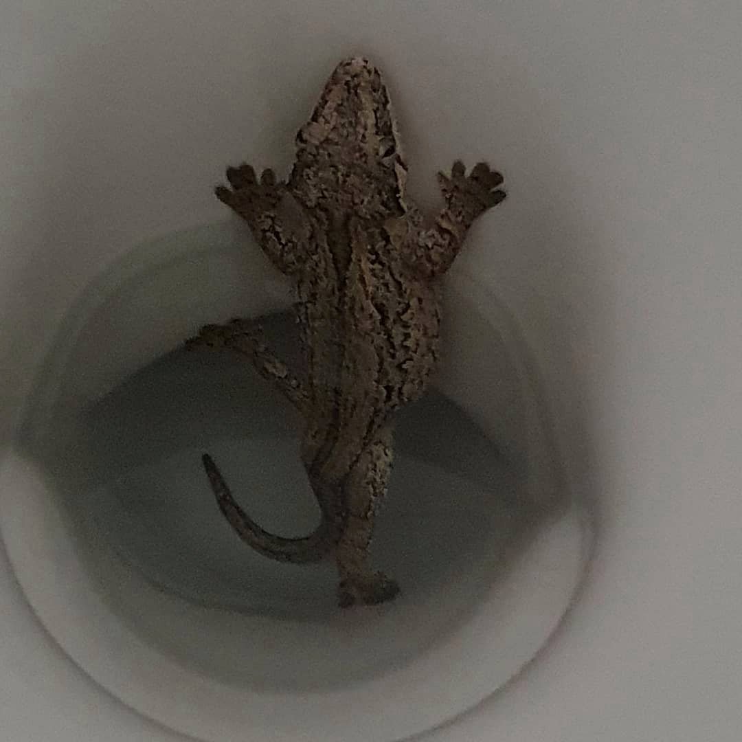 家里马桶钻出一条18厘米壁虎,英国男子问朋友:是不是你家的?