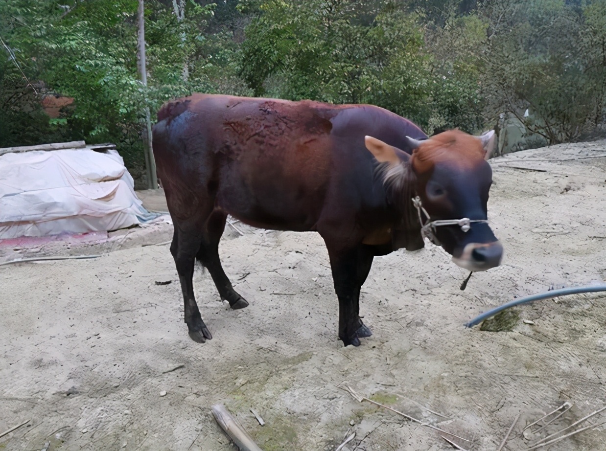 在印度牛被视为圣物不可吃,牛在印度为什么那么神圣被禁食