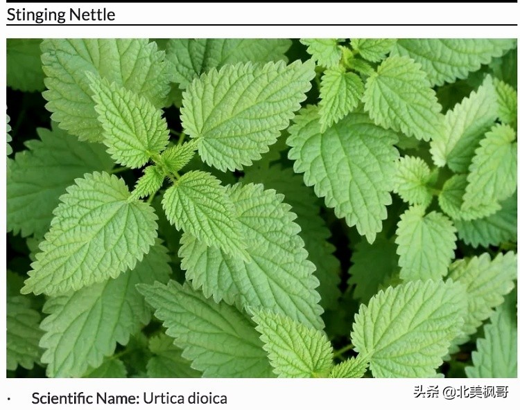 在加拿大最危险的五件事情,加拿大有什么危险动物或昆虫