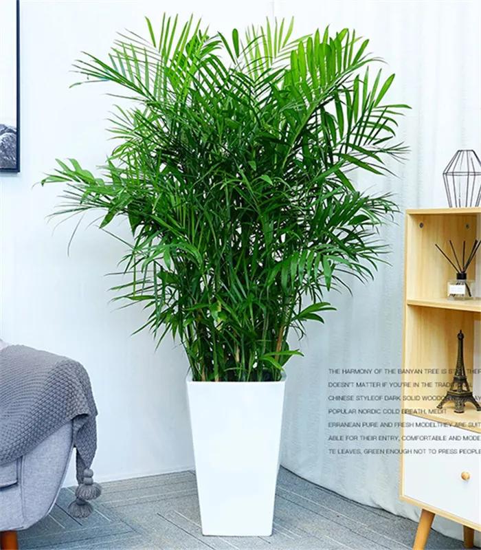 防蚊虫的花草绿植适合在院子种植,杀菌抗菌抑菌的15种花卉绿植