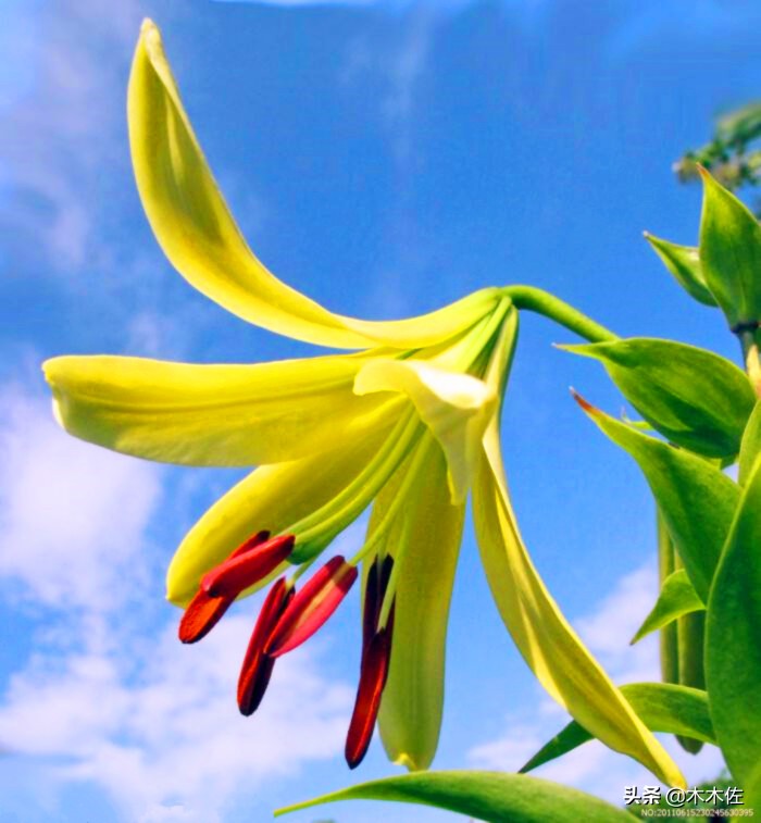 百合花公司简介,百合花简介300字