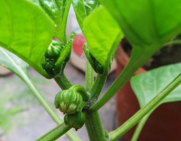 阳台上的辣椒苗长不大,阳台辣椒苗长不大是什么原因