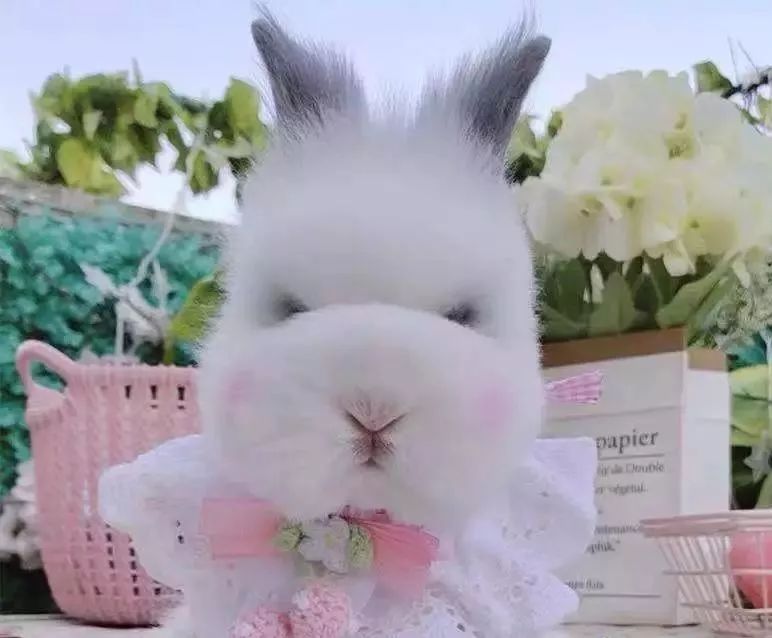 宠物猫粮销量上涨,猫粮一年卖9000万