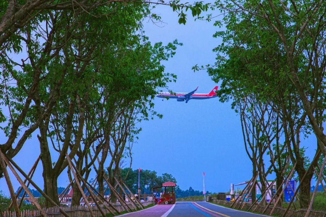 在空港花田里怎么拍照好看,每张都是屏保