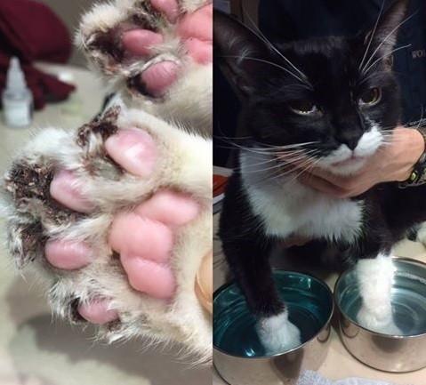 宠物整形手术背后的残忍你见过吗,宠物美容技术的手法有哪几种