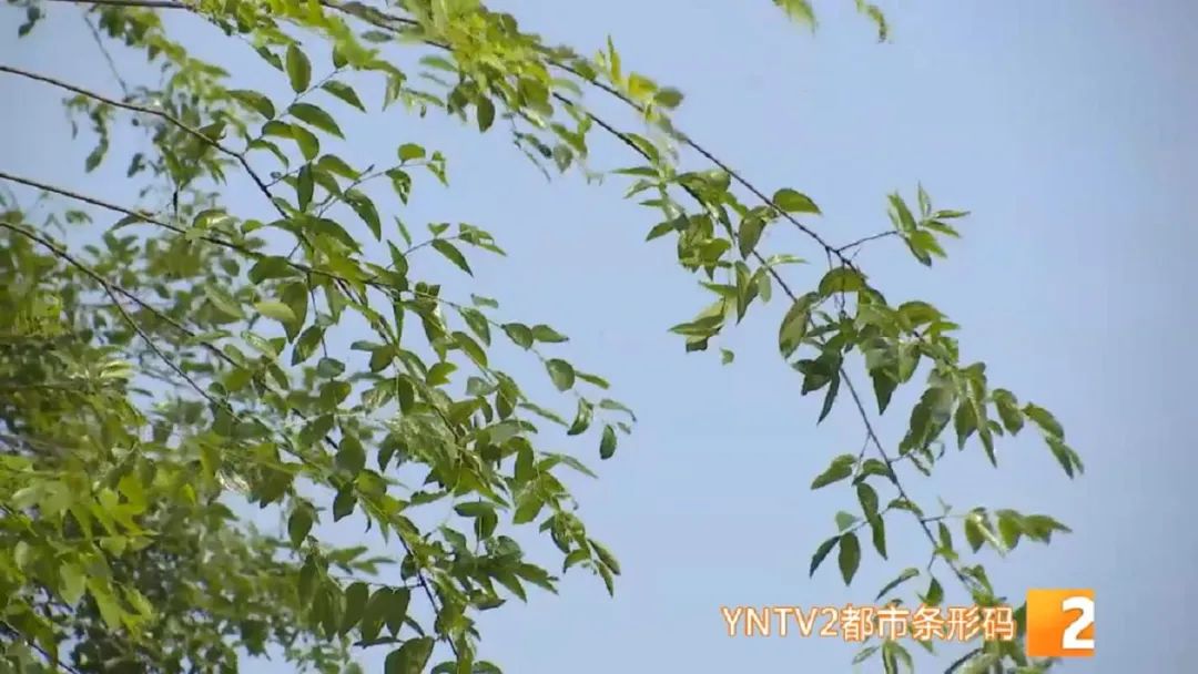 云南“淡定”入伏后将续闷热！春城昆明仍是避暑胜地