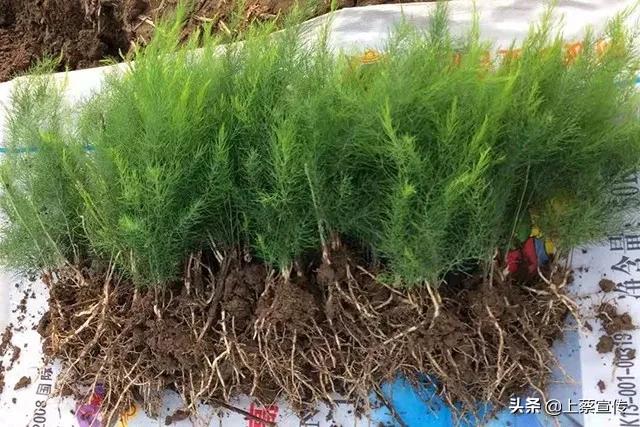 上蔡“芦笋大王”让贫困户抱上“聚宝盆”！