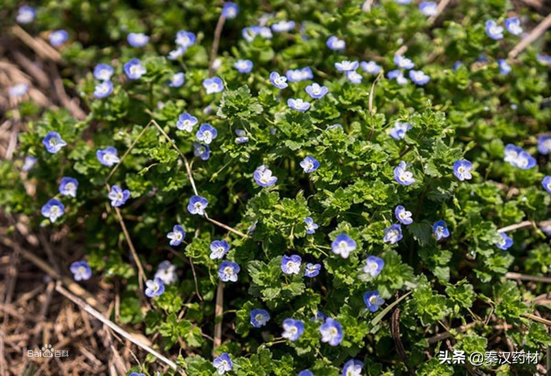 识花认草：婆婆纳