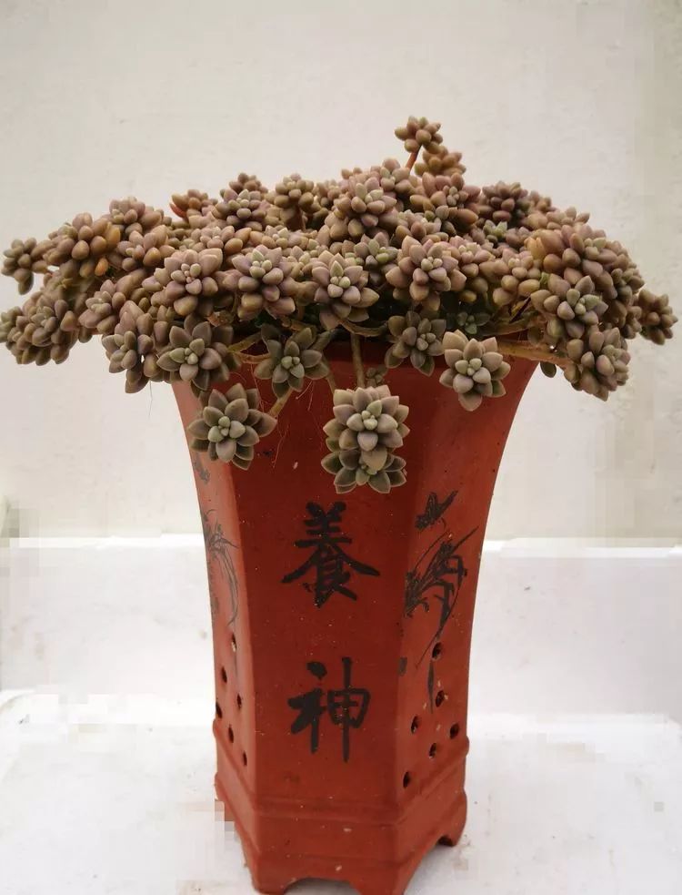 一花一世界多肉园艺,一花一世界一叶一菩提多肉植物