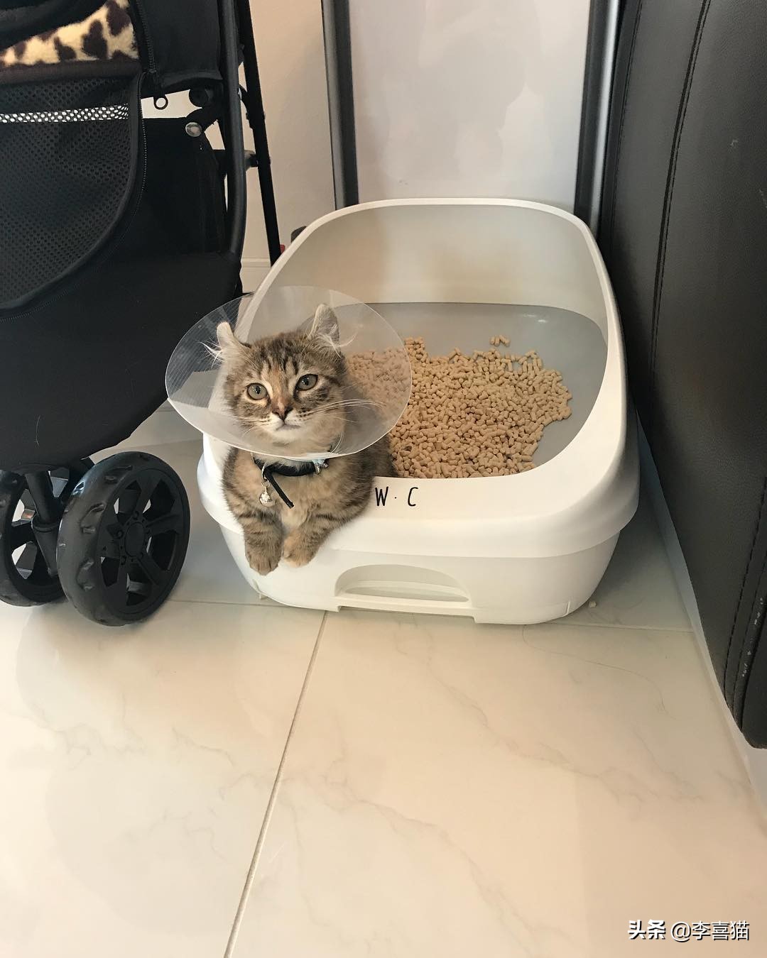 辟谣猫咪不能戴铃铛,猫咪没事喜欢咬着玩