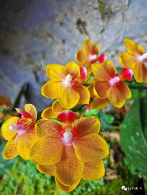 放假的时候逛了青秀山,去青秀山游玩收获了哪些