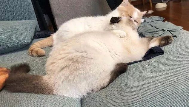 不建议养猫的十大坏处,奉劝各位养猫的朋友千万别养两只