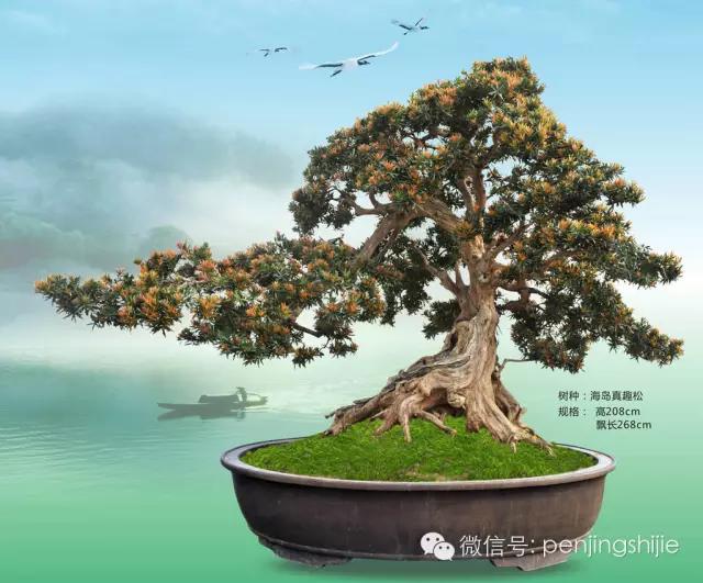 价值过万的黄杨盆景 (1000万元以上映山红盆景)