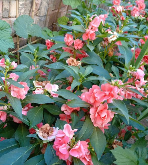 凤仙花如何养护和管理方法,凤仙花怎样养护