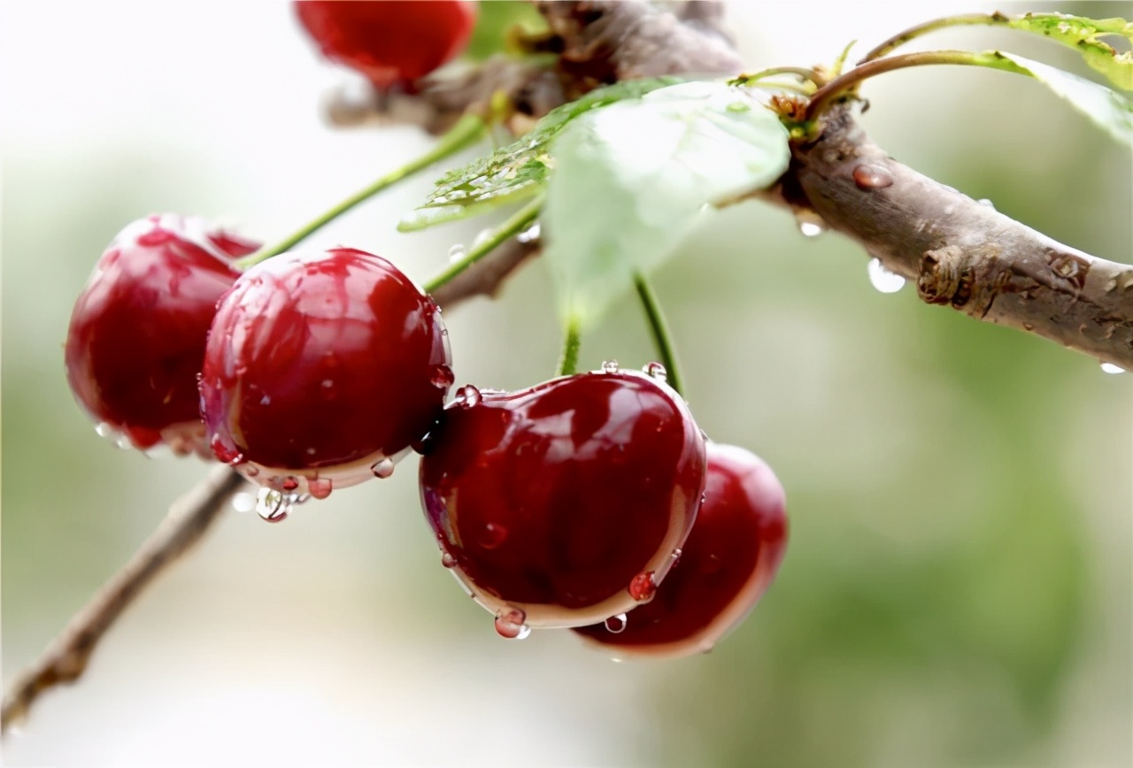 沈阳采摘樱桃园哪个最好玩,沈阳华仔大樱桃采摘园