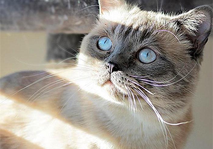 猫咪感冒咳嗽和猫鼻支区别,猫咪咳嗽也是因为猫鼻支吗