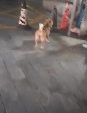 柯基和柯基生出的宝宝长得像吗,来看看柯基强大的基因