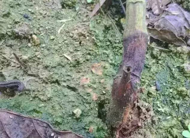 百香果黑斑病害图片,百香果下雨后病害图片视频