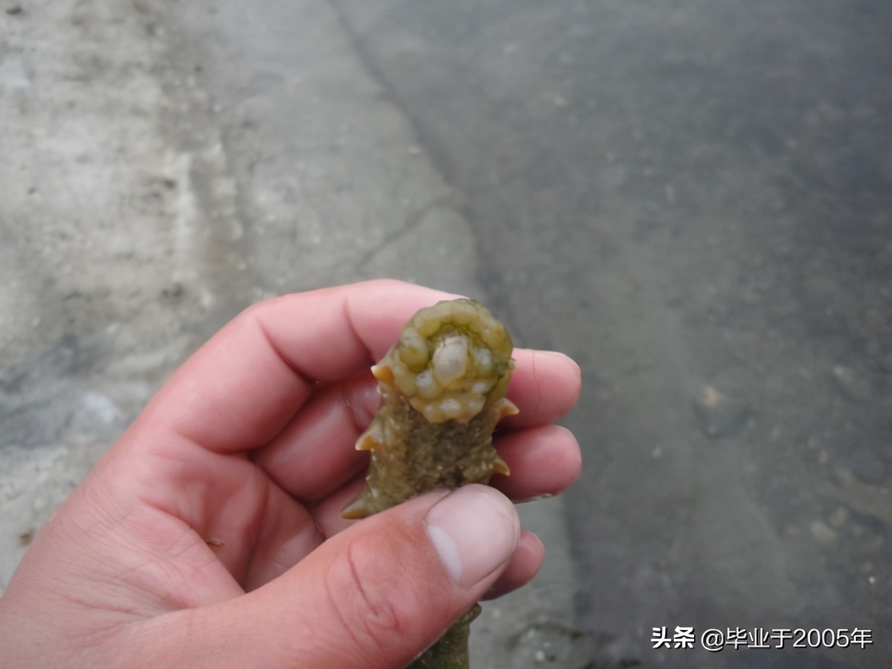 从客观角度说说海参,客观的角度说一说海参