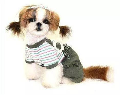 推荐各种狗狗的类型,10种有型罕见的狗狗