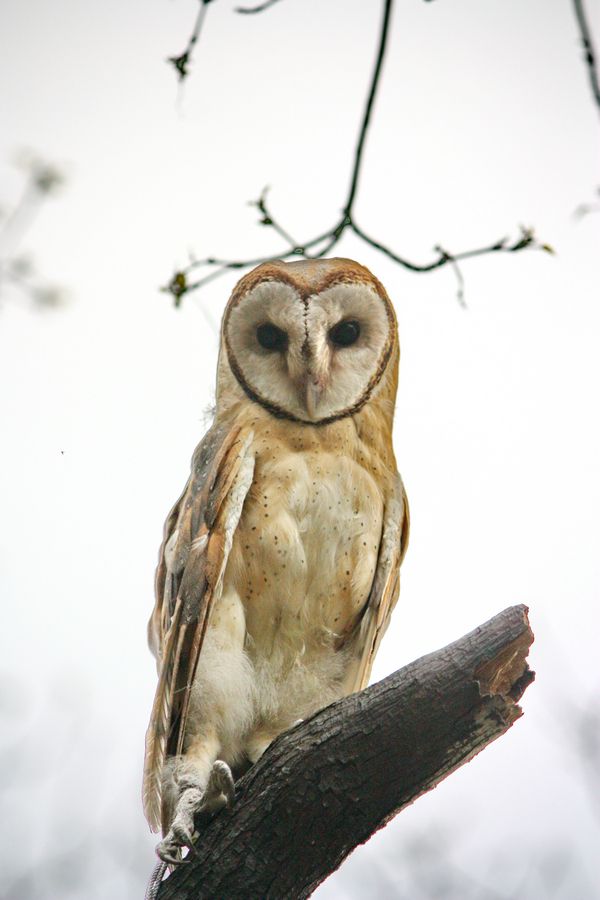 一只长着猴脸的鸟,长着猴子脸的鸟儿