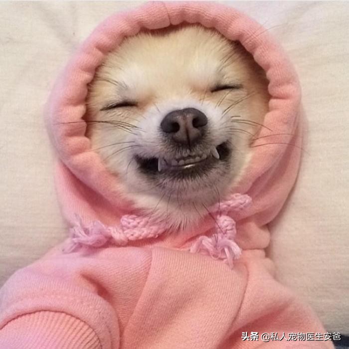 狗狗的鼻子为什么会由黑变白呢,安爸教你为什么狗狗身上会有黑斑