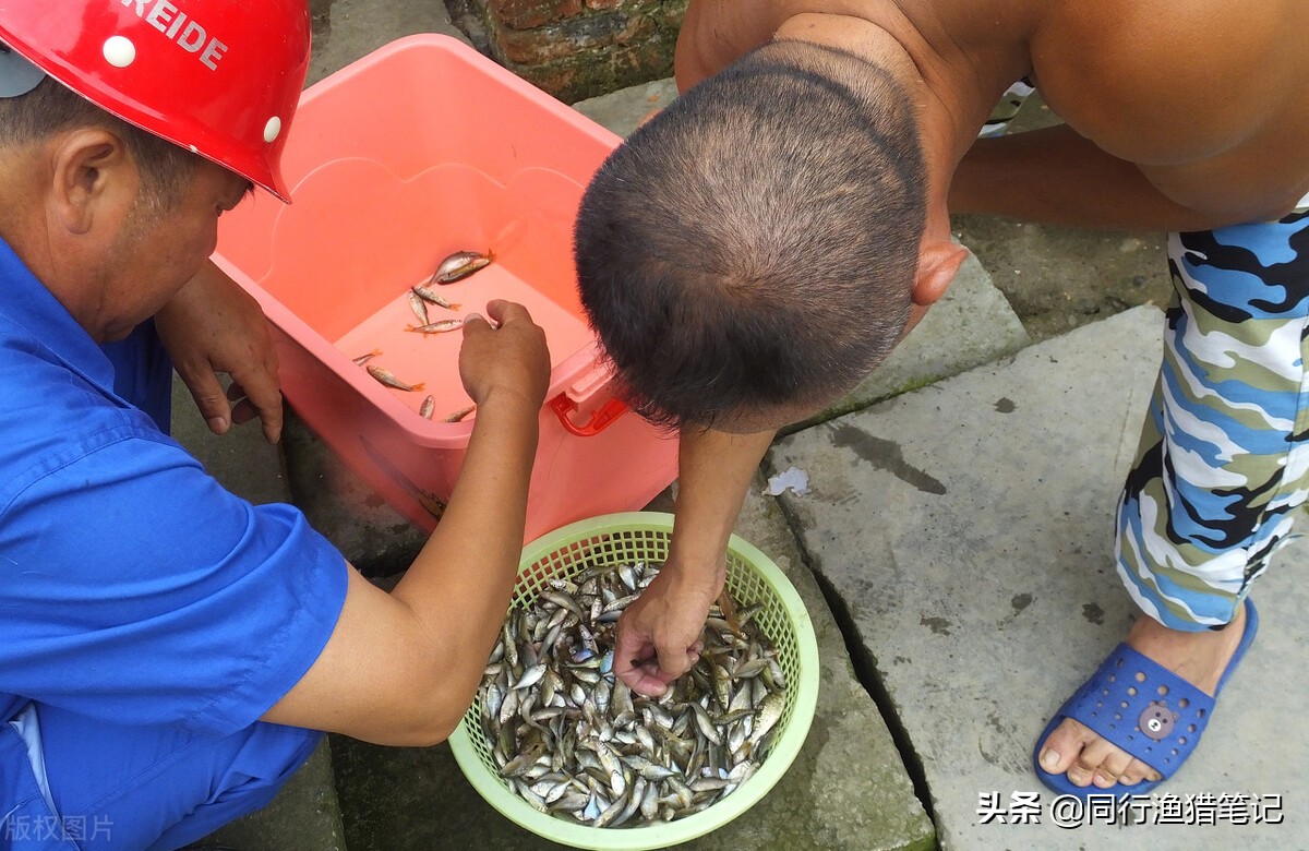 被钓鱼人嫌弃的小杂鱼，却被做成了大生意，一天小赚1500多
