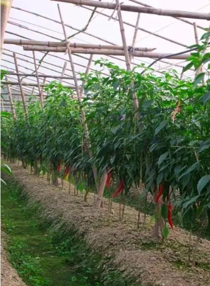 辣椒炭疽病最佳治疗方法,辣椒炭疽病的症状和治疗方法