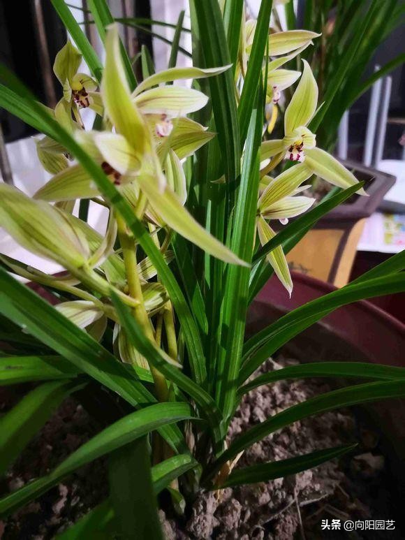 养兰花浇水用什么水好,如何养好兰花用什么肥