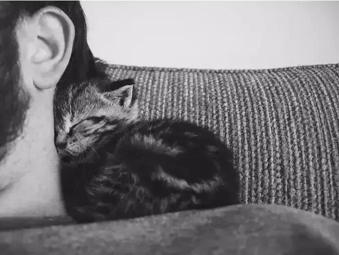 猫猫被猫抓伤了怎么办,猫猫被别的猫抓伤了怎么办