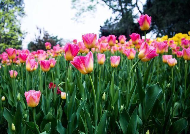 牡丹是国花象征着富贵,日本国花菊花象征什么