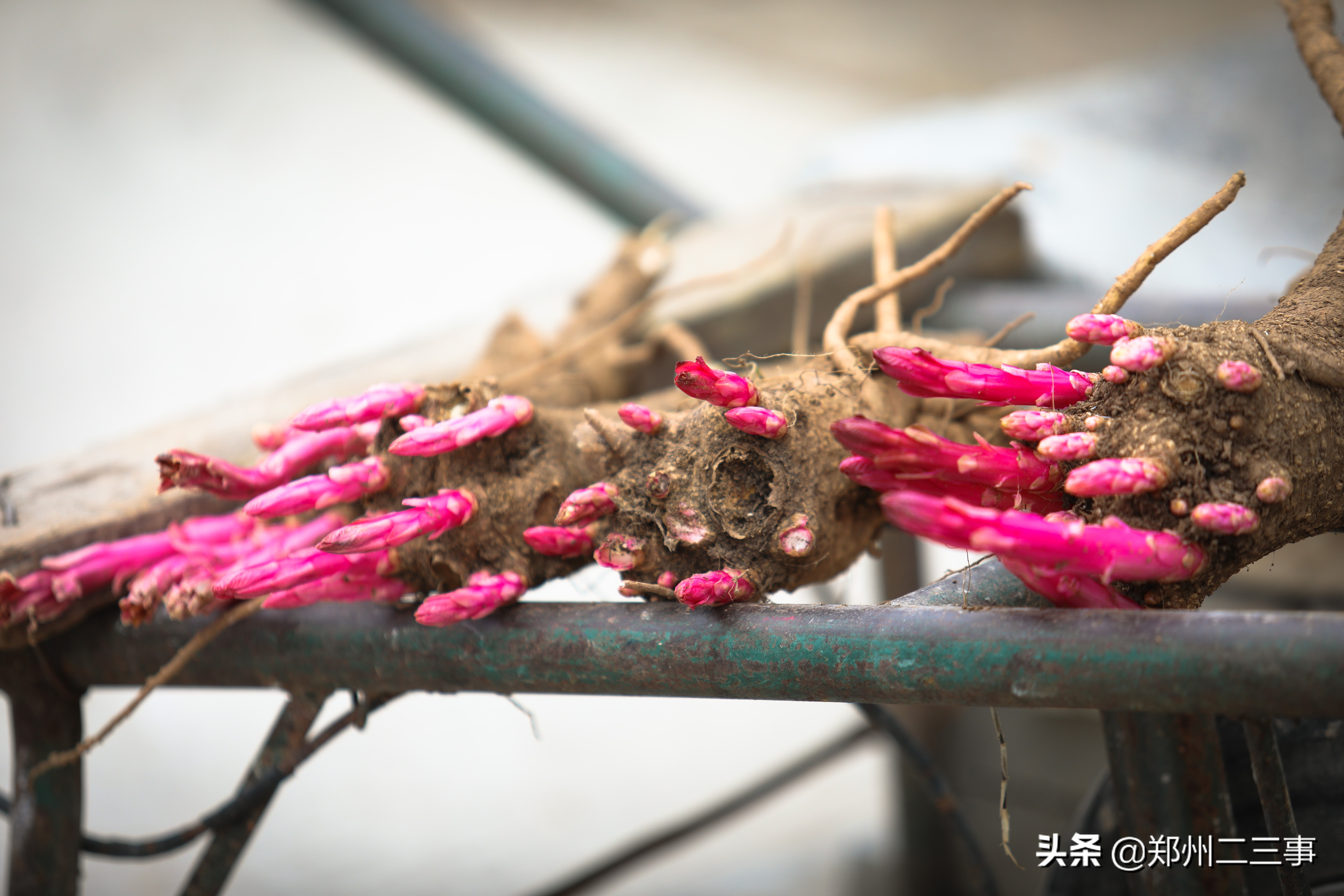 郑州惠济区免费遛娃好去处植物园,郑州遛娃踏青好去处