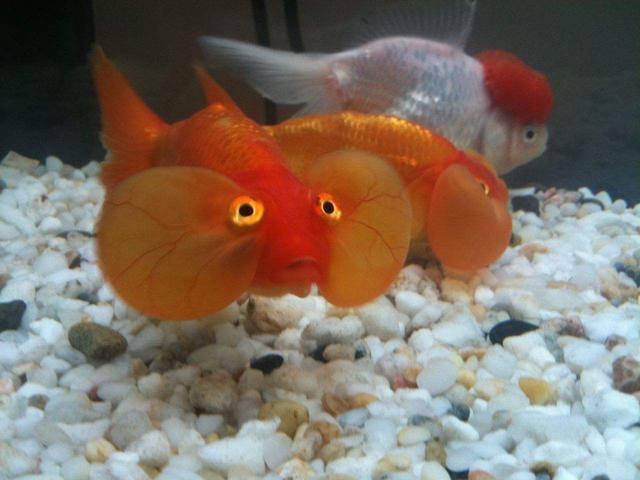 冷水鱼怎么养才能养好鱼,养冷水鱼怎么保持水质