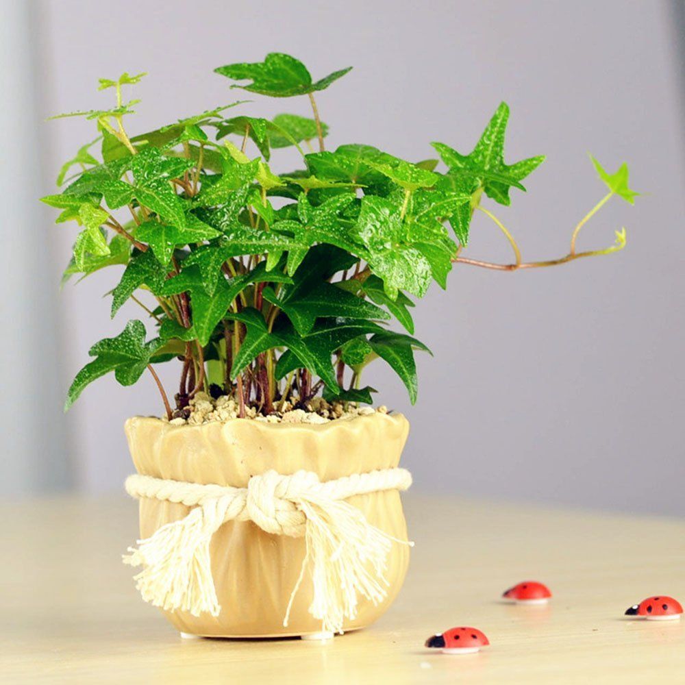 过期牛奶发酵到什么程度可以浇花,过期牛奶不要扔合理利用变废为宝