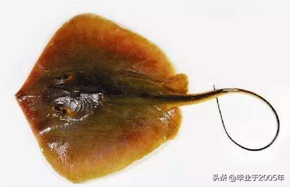 辽宁的水产品有哪些,辽宁常见的鱼