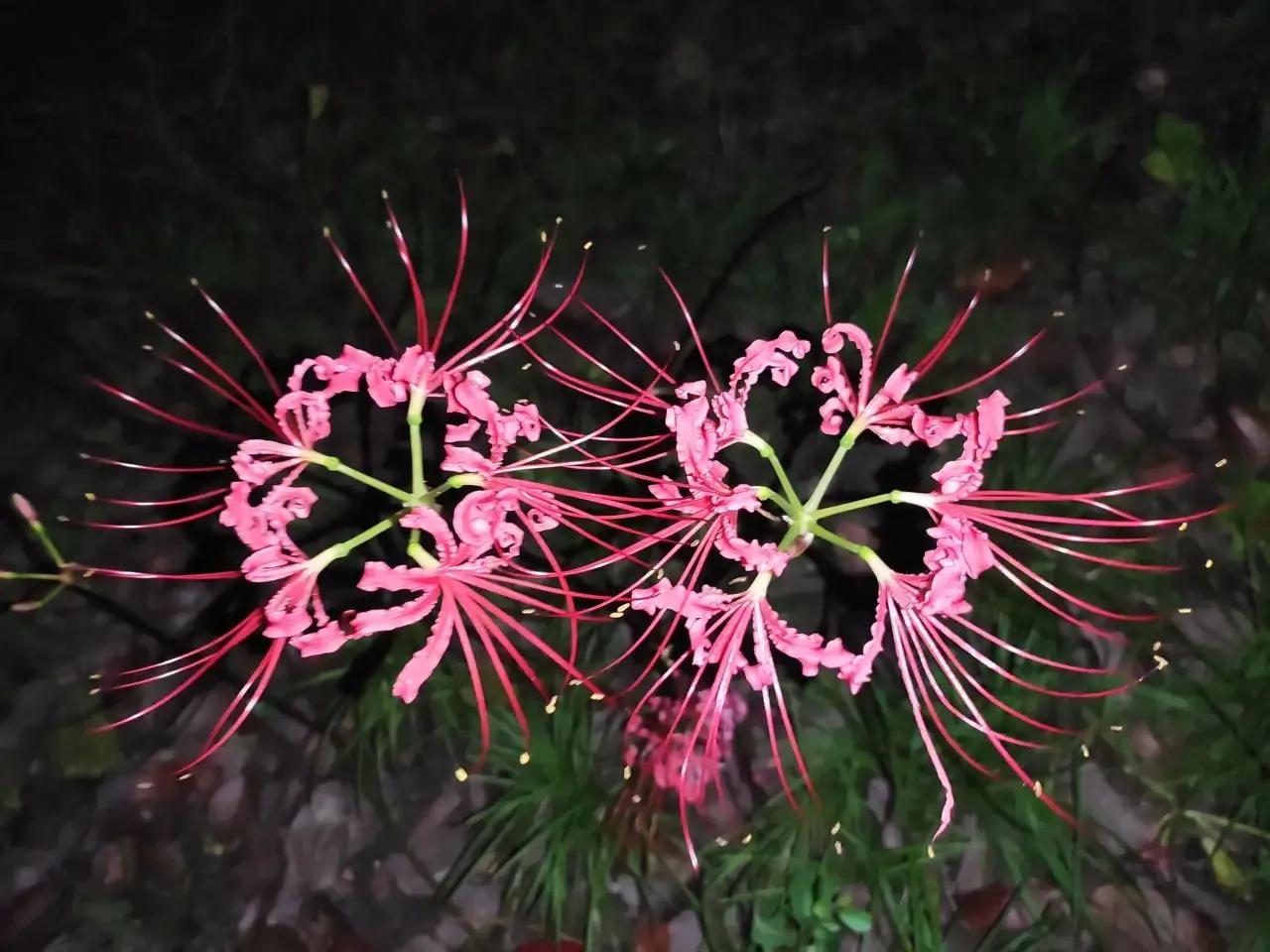 曼珠沙华有毒吗可以治吗 (曼珠沙华真的有这么多颜色吗)