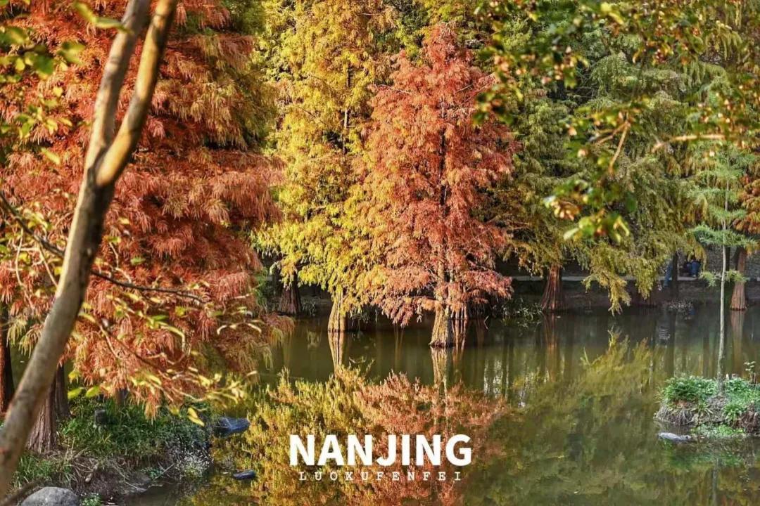 玩完南京去哪里玩景点推荐,南京钟山风景区秋天一日游攻略