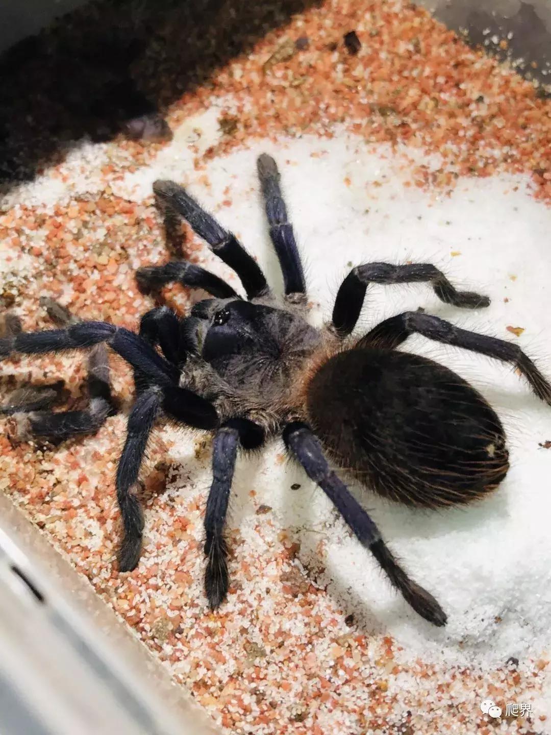 伦敦的爬宠店,隐藏在小区深处的店铺