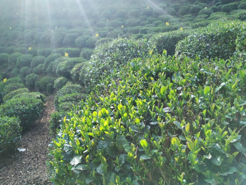 杭州西湖茶山游玩攻略,杭州西湖边游玩