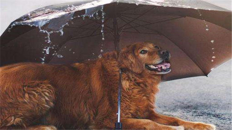 狗狗坐车兜风,狗狗坐车