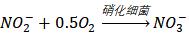 硝化细菌如何判断养好了,硝化细菌培养的好不好怎么看
