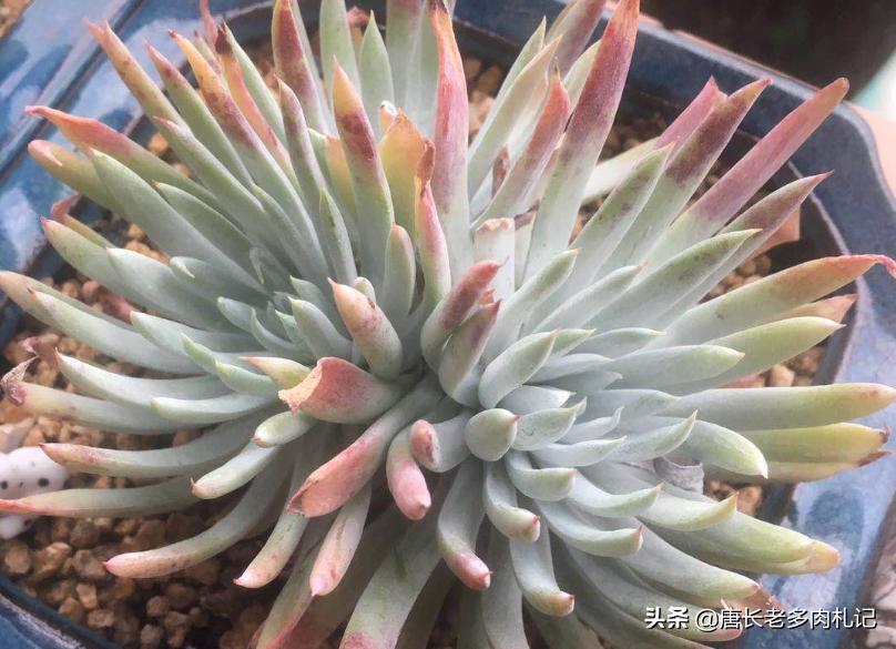 根系很发达的多肉怎么修根,刚买回来的多肉