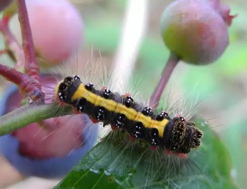 蓝莓种植常见虫害,蓝莓病虫害防治视频教学