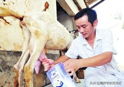 羊奶的营养成分和对人体的作用,羊奶真的比牛奶各方面营养都好吗