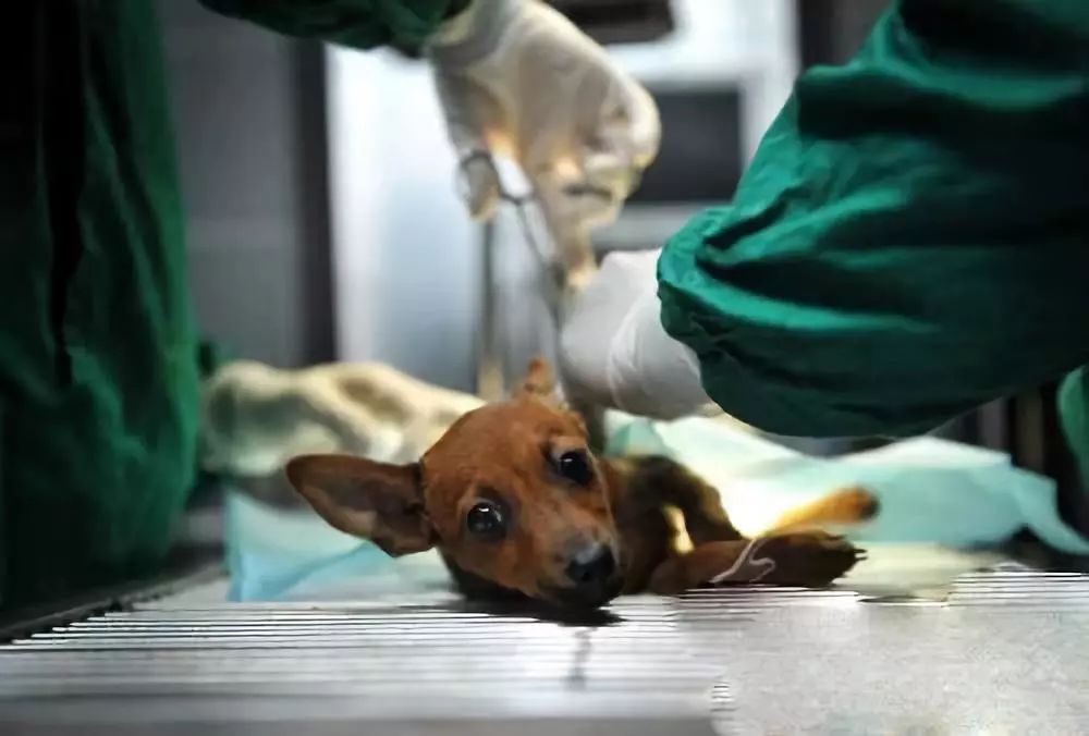 怎么预防狗狗妇科病,母狗如何防止妇科炎症