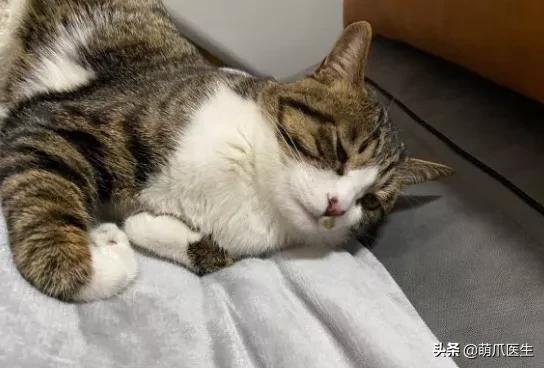 猫在被子里憋死,猫在体内就憋死了