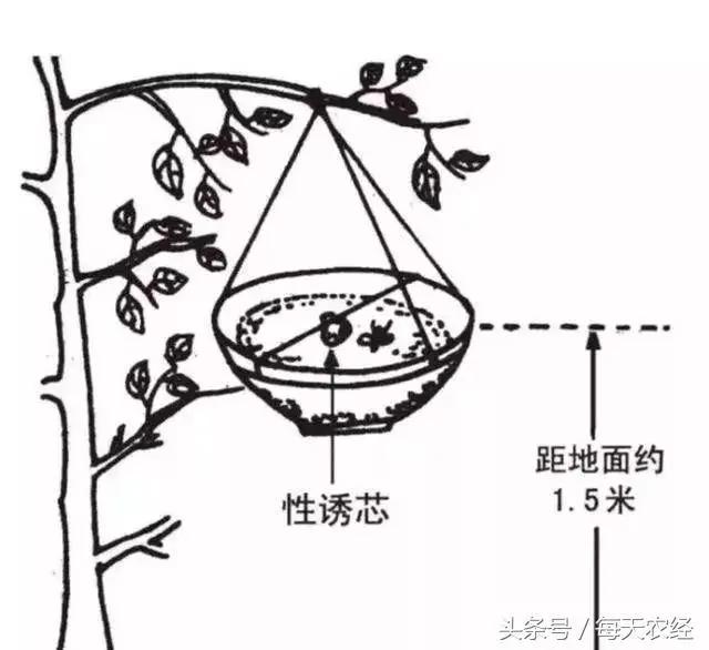 怎么样防治桃小食心虫,梨小食心虫蛀果过程